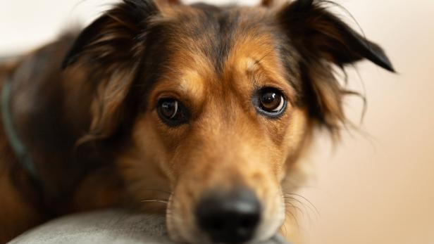 Ein Golden Retriever-Mischling schaut mit traurigem Blick in die Kamera.