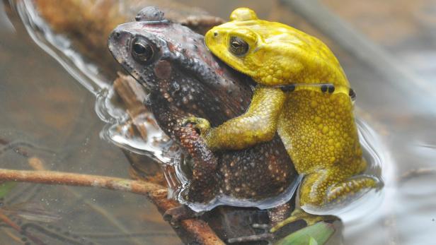 ++ HANDOUT ++ WIEN: ZOO SCHÖNBRUNN KAM FARBWECHSEL BEI EXOTISCHEN KRÖTEN AUF DIE SPUR Wie Farbwechsel das Liebesleben von Schönbrunner Kröten verbessert