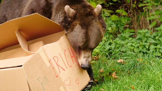 Bär Erich knabbert im Grünen an einer Pappkiste, auf der sein Name steht.