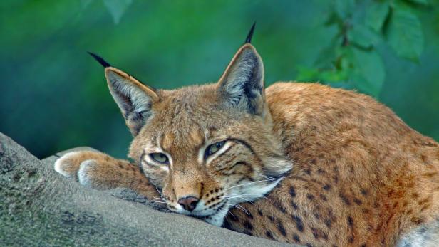 Ein Luchs liegt auf einem Baumstamm.