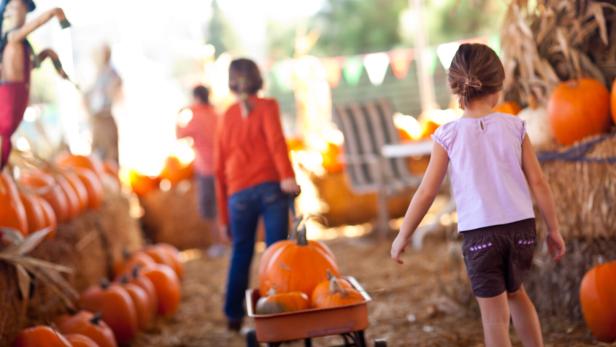 Cute Little Girls Pulling Their Pumpkins In A Wagon Cute Little Girls Pulling Their Pumpkins In A Wagon