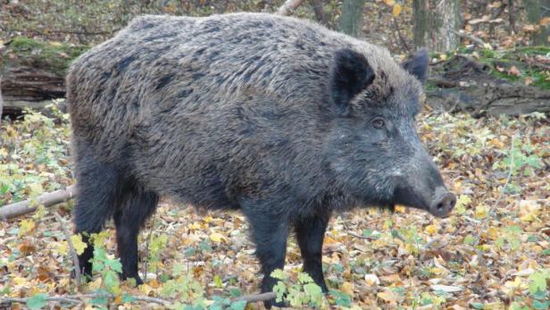Ein Wildschwein steht im herbstlichen Waldlaub.