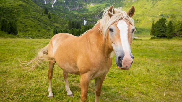 Ein Haflinger steht in einer Alpinen Landschaft.