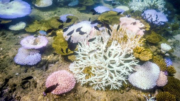 FILES-AUSTRALIA-ENVIRONMENT-CLIMATE-REEF
