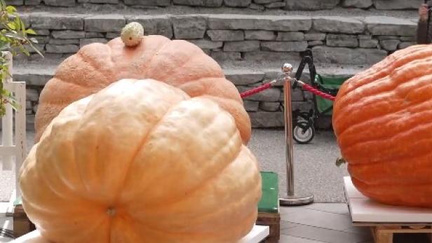 Riesenkürbis aus dem Burgenland: Österreicher gewinnt Europameisterschaft. Riesenkürbis aus Gols ist nahezu eine Tonne schwer.
