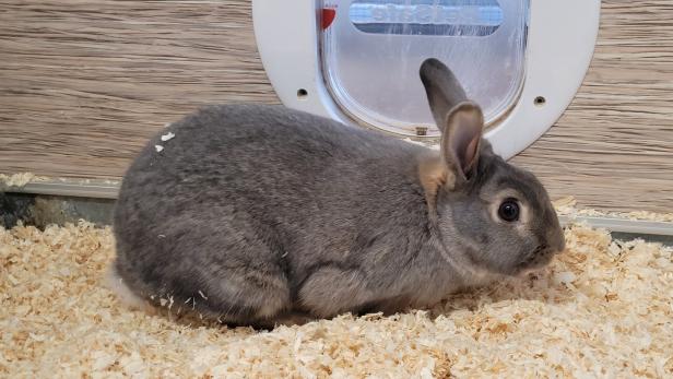 46-201956642 Graues Kaninchen kauert auf dem Boden und frisst.