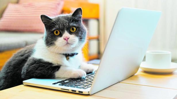 British shorthair cat lying in front of the computer pretending to work Katze sitzt an einem Tisch, die Vorderpfoten liegen auf dem Laptop