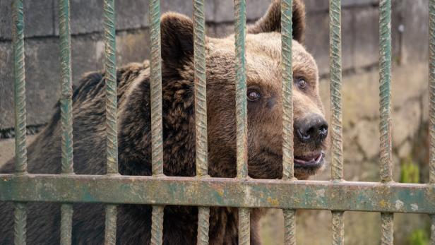 BÄRENWALD ARBESBACH KÖNNTE NEUEN BEWOHNER BEKOMMEN Ein brauner Bär schaut hinter Gittern hevor