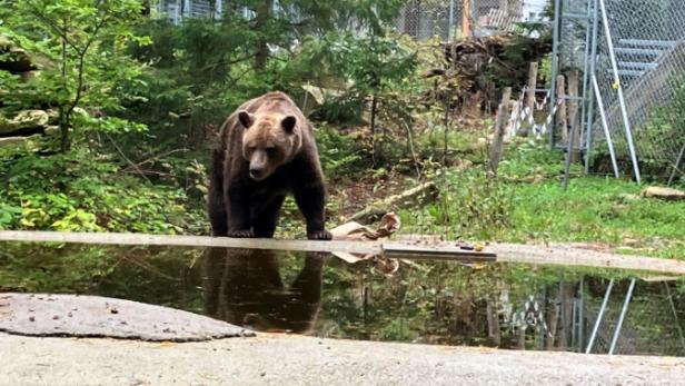 Felix in Arbesbach Der Bär Felix bei seinem Teich im Bärenwald Arbesbach.