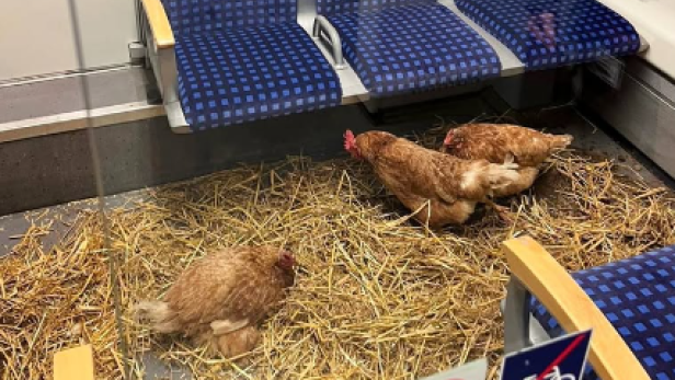 Hühner Drei Hühner befinden sich zusammen mit Stroh in einem S-Bahn-Abteil