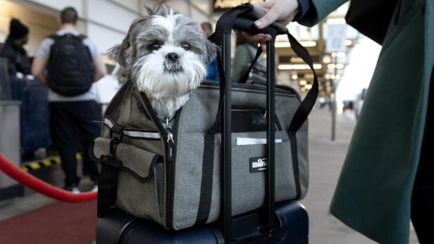 Thanksgiving holiday travelers at airport in Arlington Ein kleiner Hund sitzt in einer Transporttasche, die auf einem Rollkoffer steht.