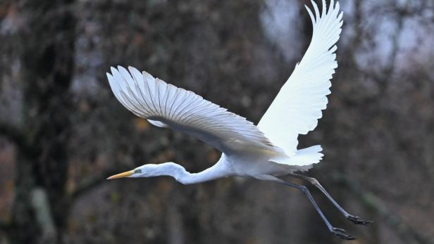 Ein Silberreiher fliegt nahe entlaubter Bäume.