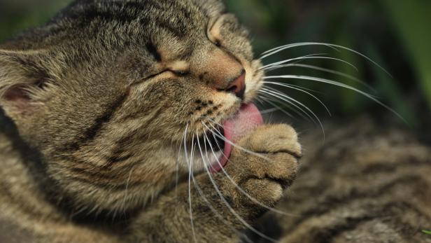 Eine braune Tigerkatze schleckt sich die Pfote ab.