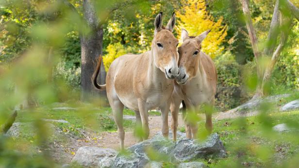 Zwei asiatische Wildesel stehen eng beieinander auf einem grünen, von Bäumen umgebenen Weg.