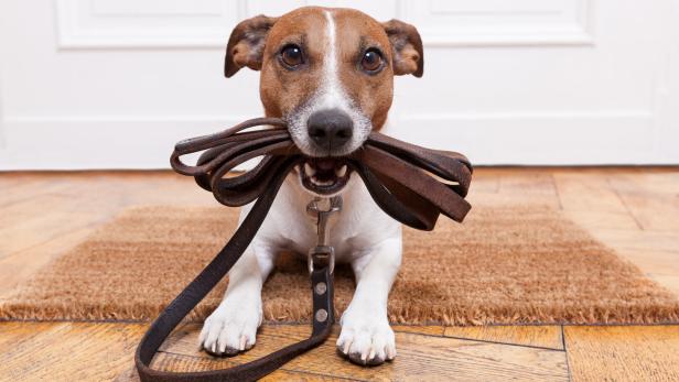 dog with leather leash waiting to go walkies