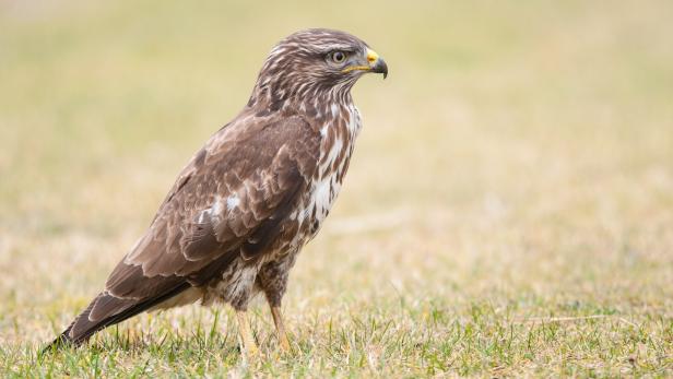 46-219511060 Ein braun-weiß gefiederter Bussard steht auf einer Wiese und blickt nach rechts.