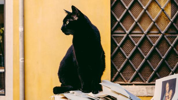 Um Misshandlungen schwarzer Katzen im Zusammenhang mit Halloween zu verhindern, hat die Stadt Terrassa in Spanien die Adoption solcher Tiere vorübergehend ausgesetzt. Schwarze Katze auf Papierberg