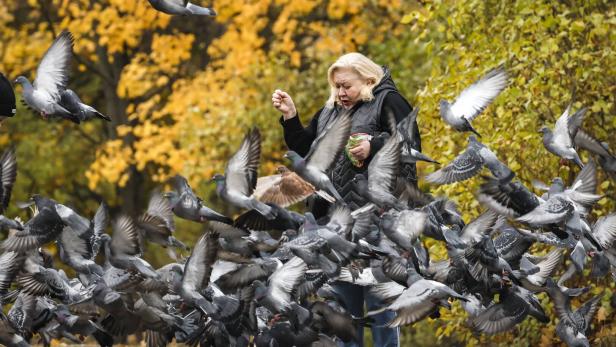 Frau sitzt in einem Park und füttert viele Tauben