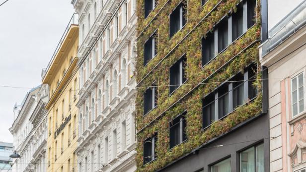 Fassadenbegrünung  beim Hotel Gilbert in Wien Neubau.