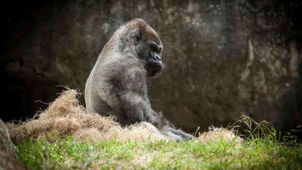 Gorilla Gorilla sitzt auf einem Hügel und dreht sich zur Kamera