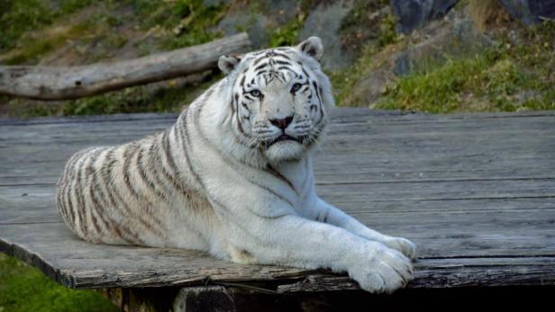Ein weißer Tiger liegt auf einer hölzernen Terrasse.