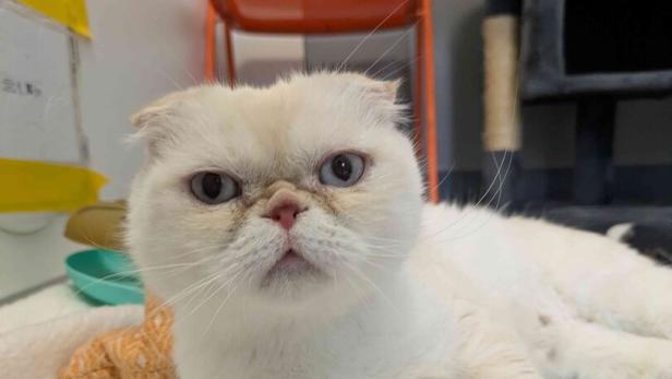 46-219605577 Eine weiße Katze mit kleinen Ohren liegt auf einer Decke und hat ein schwarzes Spielzeug vor sich.