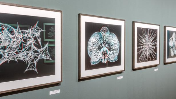 3D-Fotgrafien von Pflanzen im NHM Wien