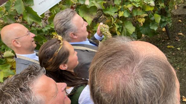 Bürgermeister Michael Ludwig und andere Menschen bei der Weinlese.