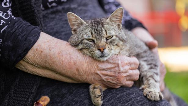 Katzen sind manchmal die einzige Gesellschaft für Senioren. Eine Katze liegt zufrieden auf dem Schoß einer alten Frau.