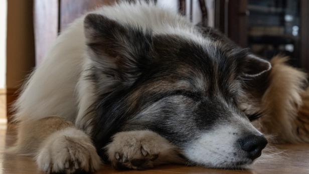 Ein alter Hund liegt mit geschlossenen Augen am Wohnzimmerboden.