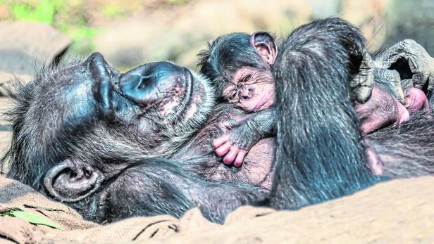 Ein Schimpansenbaby liegt auf dem Bauch der Mutter.