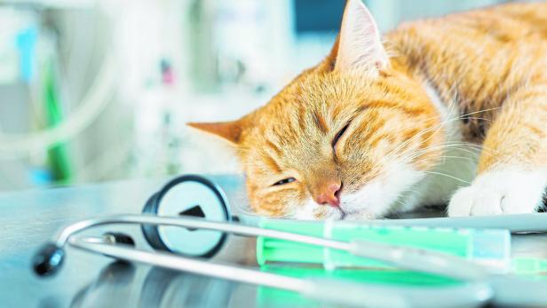 Eine rote Katze liegt auf dem Behandlungstisch des Tierarztes.