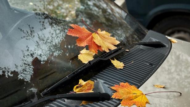Auto Buntes Laub klebt auf der Windschutzscheibe eines Autos