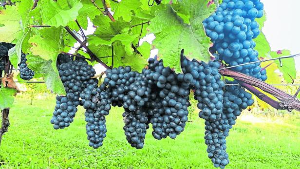Weingut Frischenschlager Weingut Frischenschlager