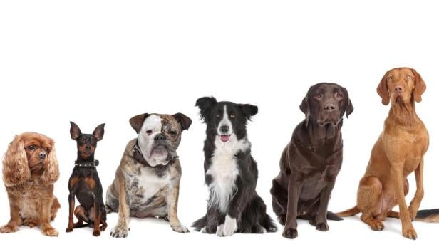 twelve dogs in a row Von Hündchen, Häufchen und größeren Haufen