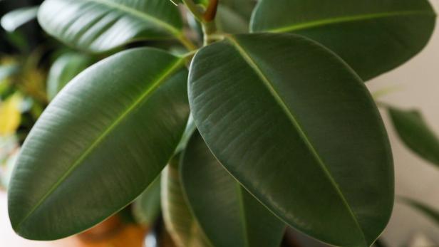 Few beautiful leaves. Tropical textured background