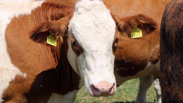 Biobauernhof Mattes Biobauernhof Mattes