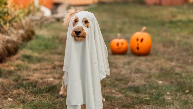 Ein Hund ist als Geist verkleidet, mit Kürbissen im Hintergrund.