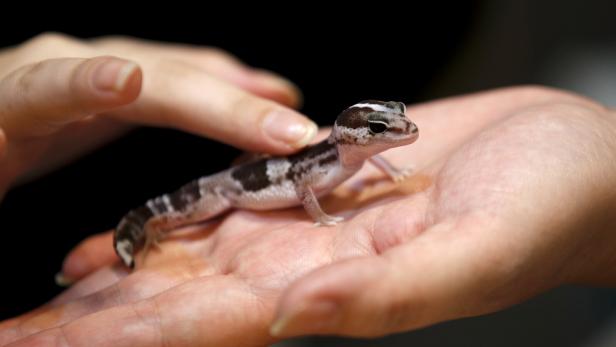 Reptile and exotic pet expo in Bangkok