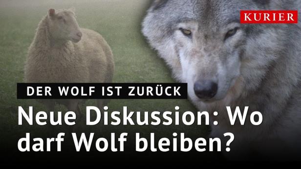 Wolf in Österreich: Schutz oder Abschuss