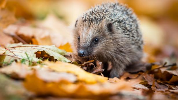 Das Bild zeigt einen europäischen Igel. Diese Wildtiere sind dämmerungs- und nachtaktiv und  können bis zur Morgendämmerung mehrere Kilometer zurücklegen. Die Reviere von Dachsen meiden sie aber.