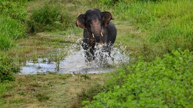 INDONESIA-CONSERVATION INDONESIA-CONSERVATION