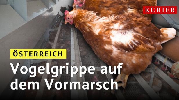 Vogelgrippe in Österreich auf dem Vormarsch: Ist Geflügelfleisch sicher?