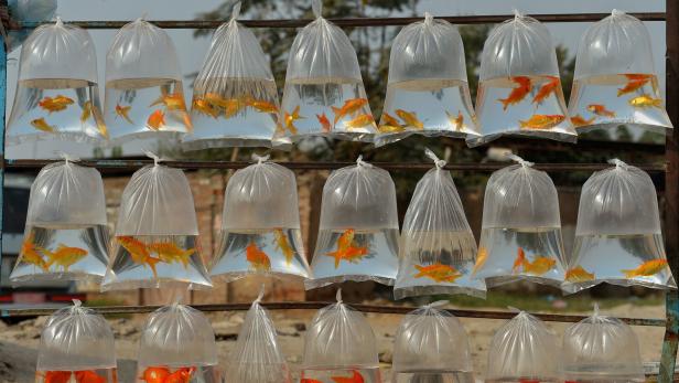 Daily life - Goldfish for sale in Peshawar