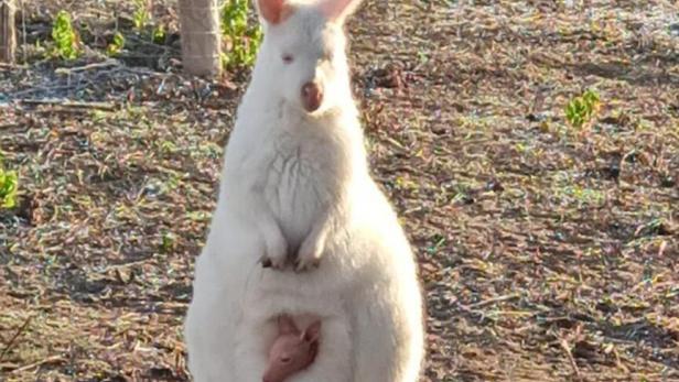 Das junge Känguru noch im Beutel der Mutter