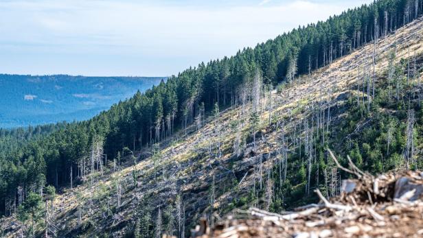 Borkenkäferbekämpfung im Bayerischen Wald