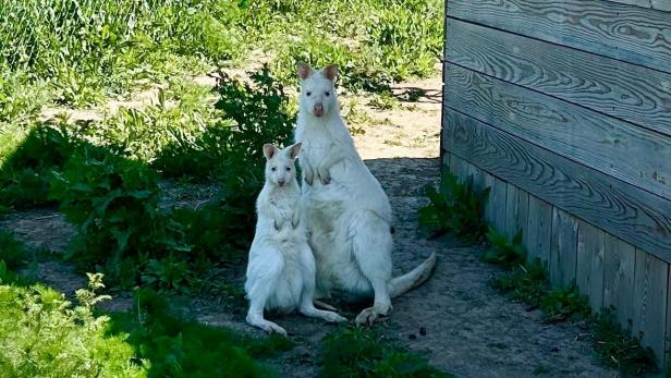 Vermisstes Känguru