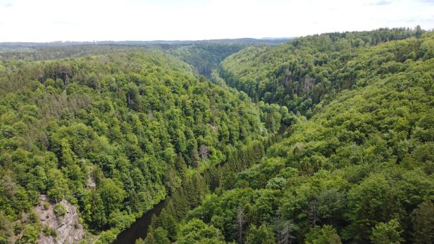 Ein dicht bewaldetes Tal mit einem Fluss, der sich zwischen den grünen Hügeln hindurchschlängelt.