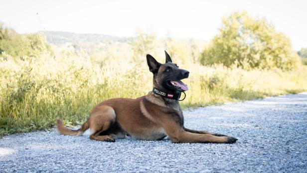 Polizeihund "Loki", ein belgischer Schäfer.