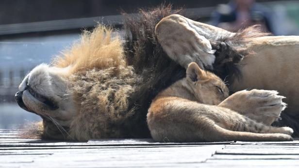 Ein Löwe und sein Junges ruhen eng aneinander gekuschelt auf einem Holzuntergrund.